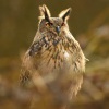 Vyr velky - Bubo bubo - Eurasian Eagle-Owl WS 6284